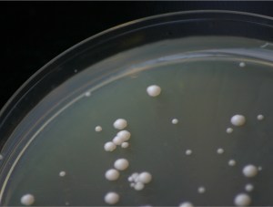 DeependedCoopUnderstanding