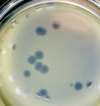 EvolutionSpecialistGeneralist