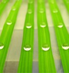 MicrobialCoopandDisease