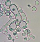 ResistanceMixedSpeciesCommunities